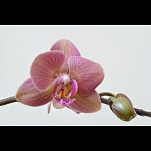 Meet your Posher, Falguni